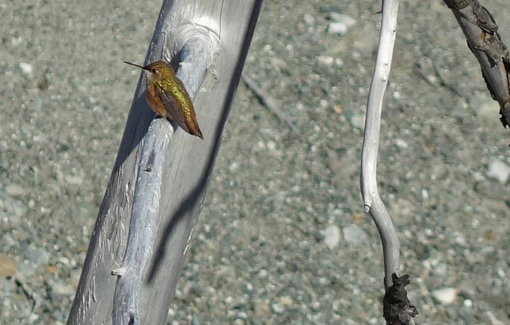 A rufous hummingbird visits a campsite near La Perouse Glacier, on the outer Pacific coast of Glacier Bay National Park and Preserve. (Courtesy Photo/ Ned Rozell)