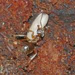An ant carries a pupa in an attempt to rescue it. (Courtesy Photo / Bob Armstrong)