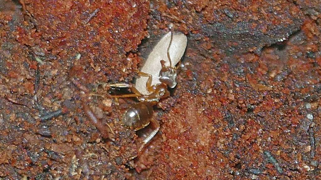An ant carries a pupa in an attempt to rescue it. (Courtesy Photo / Bob Armstrong)