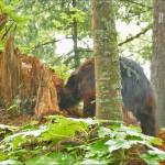 Courtesy Photos / Bob Armstrong 
A black bear inspects a rotten stump that holds an ant colony. Below left, an ant carries a pupa in an attempt to rescue it.