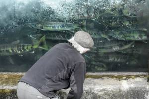 Chum salmon, like the kind seen here as a man examines the fish ladder at the Douglas Island Pink and Chum Inc. hatchery on Channel Drive on Wednesday, July 21, 2021, have had lower returns this year according to Alaska Department of Fish and Game biologists, even as fisheries in Bristol Bay are breaking records. (Peter Segall / Juneau Empire)