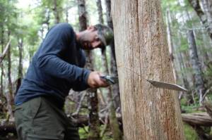 Ben Gaglioti cuts into a dead Alaska yellow cedar tree near La Perouse Glacier in Southeast Alaska. (Courtesy Photo / Ned Rozell)