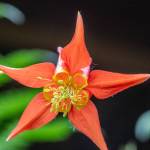 The view of a red columbine flower for an approaching pollinator: five spread-out red sepals and five yellow petals opening into reddish nectaries extended behind the flower. Male and female parts protrude in front of the openings and would be contacted as a pollinator probes for nectar. (Courtesy Photo / Kerry Howard)