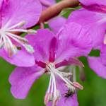 Fireweed flowers have narrow, dark pink sepals between the wide, paler-pink petals, possibly making an added attraction. (Courtesy Photo / Kerry Howard)