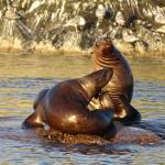 This photo shows sea lions at South Marble Island near Glacier Bay July 19, 2021(Courtesy Photo / George Reifenstein)