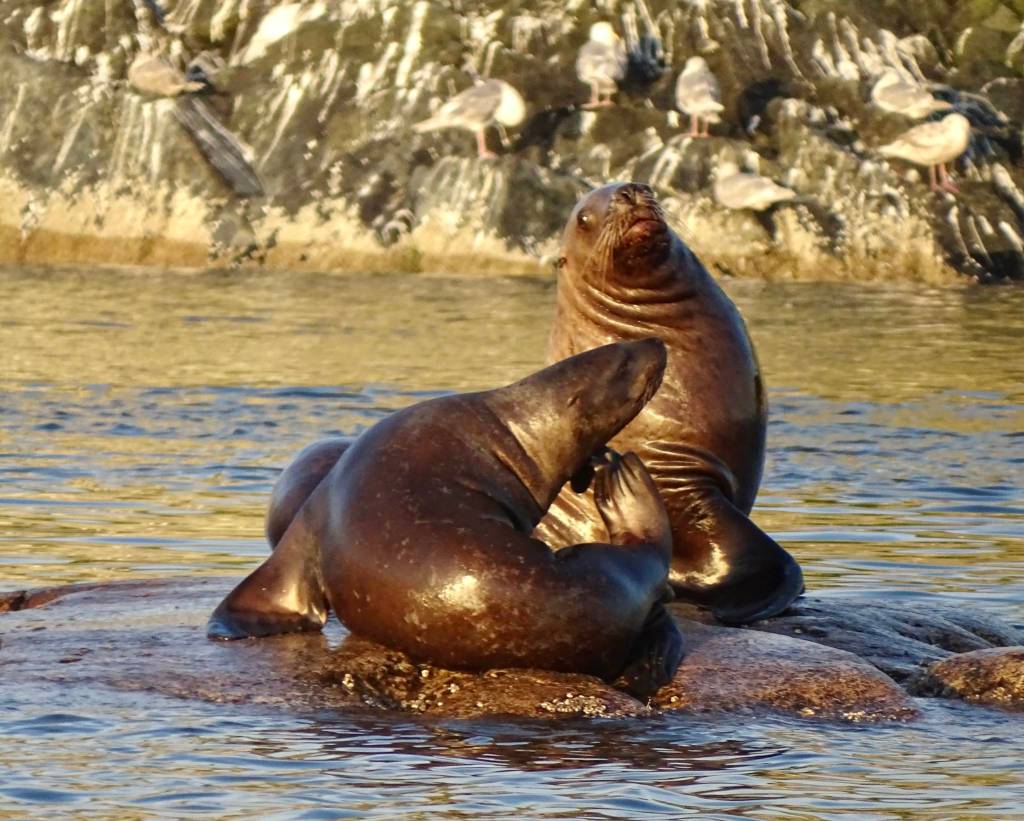 This photo shows sea lions at South Marble Island near Glacier Bay July 19, 2021(Courtesy Photo / George Reifenstein)