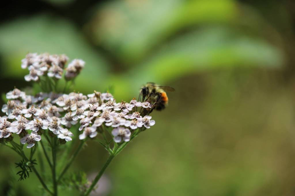 This photo taken on Chichagof Island shows Achillea millefolium (Yarrow) and a pollinator. (Courtesy Photo / Rachel Zepp)