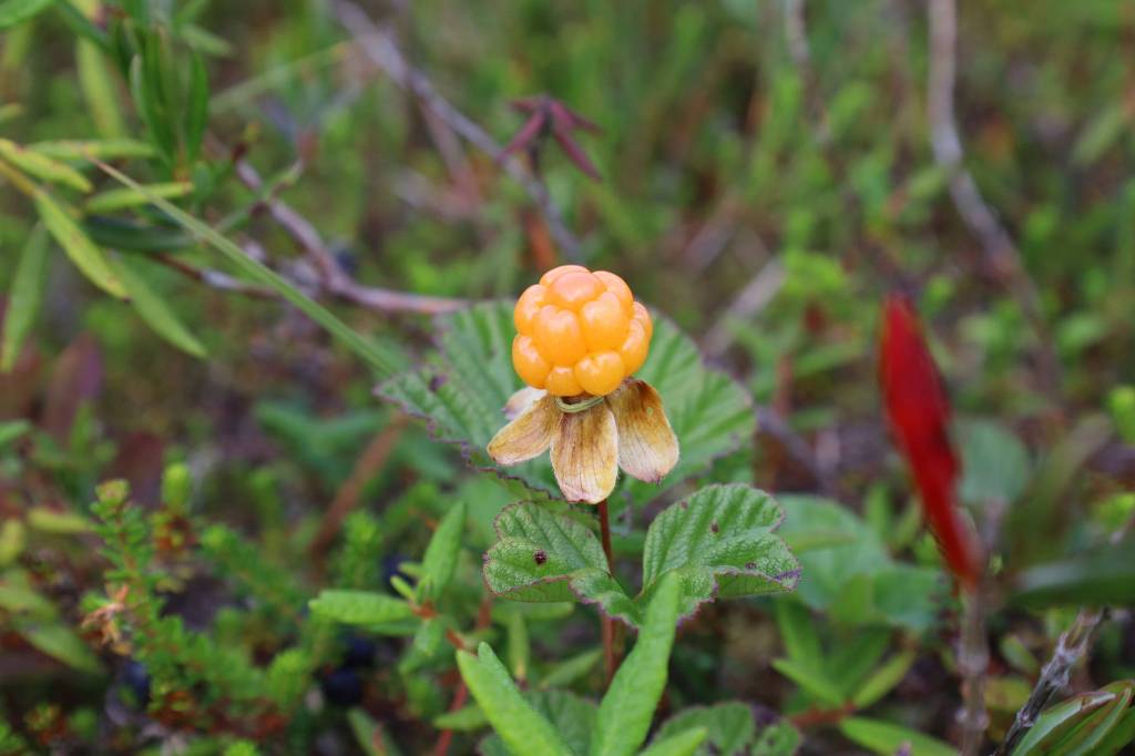 This photo taken on Chichagof Island shows Rubus chamaemorus (Cloudberry). (Courtesy Photo / Rachel Zepp)