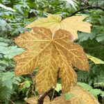 This photo shows Devil's club along the Kaxdigoowu Heen Dei (Brotherhood Bridge) trail on Aug. 14. (Courtesy Photo / Deana Barajas)