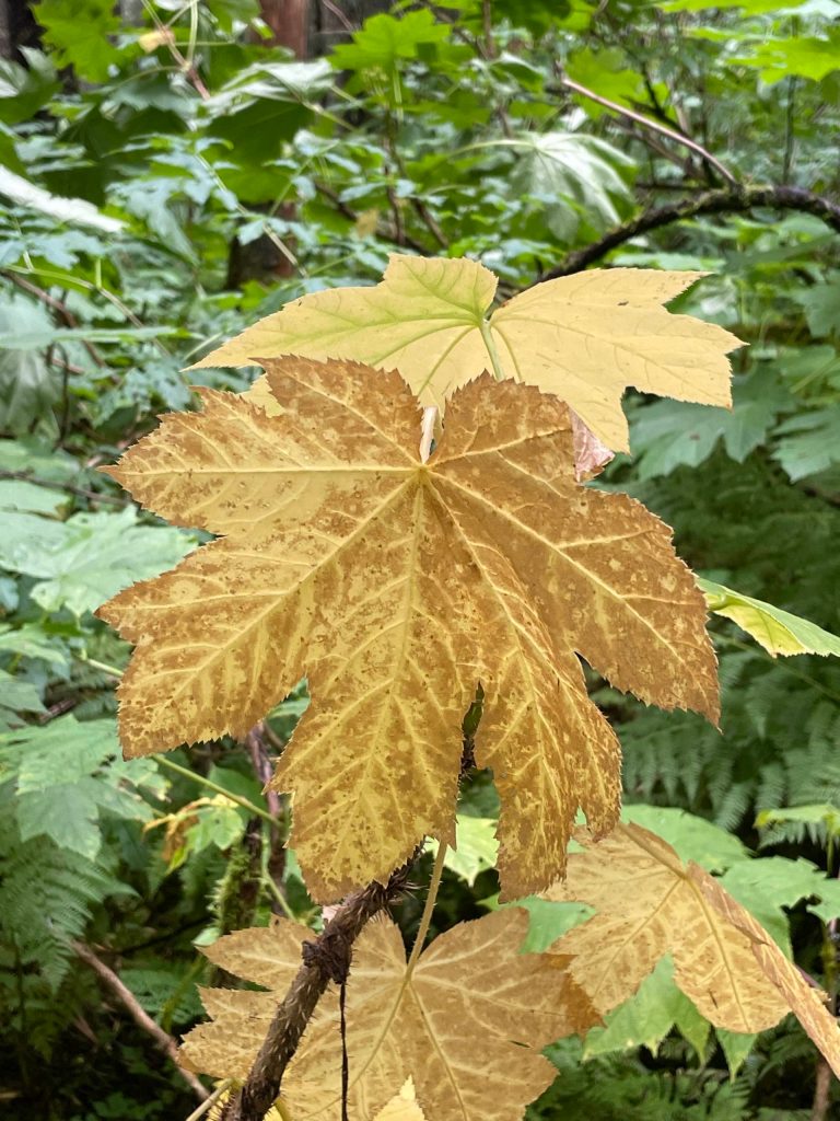 This photo shows Devil's club along the Kaxdigoowu Heen Dei (Brotherhood Bridge) trail on Aug. 14. (Courtesy Photo / Deana Barajas)