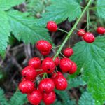 This photo shows pretty but toxic baneberries. (Courtesy Photo / Deborah Rudis)