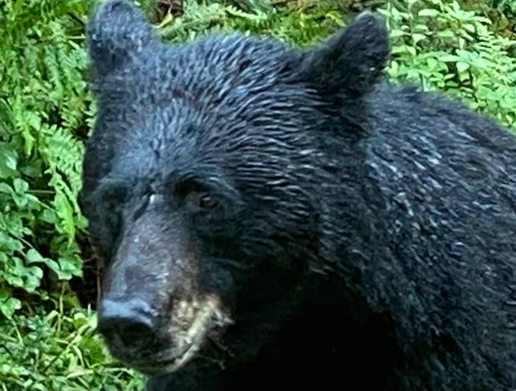 Whoa!! I turned and he was right there next to me, writes Denise Carroll of this photo taken on the Anan Creek boardwalk on July 23..(Courtesy Photo / Denise Carroll)
