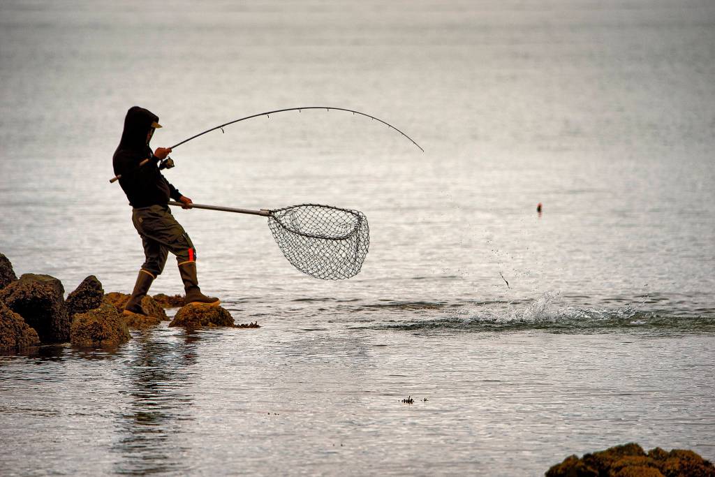 An angler readies their net to bring in salmon on Aug. 20. (Courtesy Photo / Kenneth Gill, gillfoto)