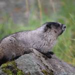 A marmot lies near the Shrine of St. Therese on Aug. 16. (Courtesy Photo / Carolyn Kelley)