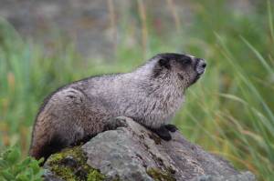 A marmot lies near the Shrine of St. Therese on Aug. 16. (Courtesy Photo / Carolyn Kelley)