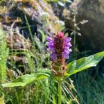 Mary F. Willson / For the Juneau Empire 
Self-heal flowers have a fringed lower lip and a hood above the stamens and pistil