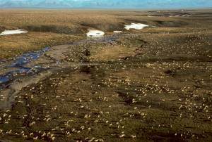 This undated aerial photo provided by U.S. Fish and Wildlife Service shows a herd of caribou on the Arctic National Wildlife Refuge in northeast Alaska. The Biden administration is suspending oil and gas leases in Alaska’s Arctic National Wildlife Refuge as it reviews the environmental impacts of drilling in the remote region.(U.S. Fish and Wildlife Service)
