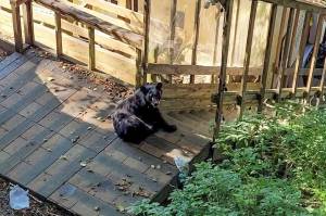 Courtesy Photo / Jesse Ramsey
A number of bears, such as this one spotted downtown, have been observed around Juneau seeking shelter in cooler interiors and looking for food, according to Department of Fish and Game researchers. (Courtesy Photo / Jesse Ramsey)