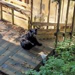 A number of bears, such as this one spotted downtown, have been observed around Juneau seeking shelter in cooler interiors and looking for food, according to Department of Fish and Game researchers. (Courtesy Photo / Jesse Ramsey)