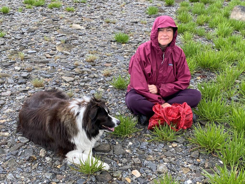Keet and Vivian Mork Yeilk harvest goose tongue at Shoemaker Beach in Wrangell. (Vivian Faith Prescott / For the Capital City Weekly)
