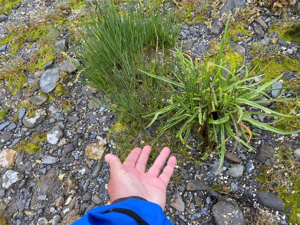 This photo shows an arrowgrass and goose tongue comparison. Arrowgrass is on the left. Goose Tongue on the right. ((Vivian Faith Prescott / For the Capital City Weekly)