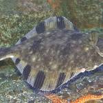 A starry flounder in the intertidal zone shows its distinctive black bars on dorsal and anal fins. (Courtesy Photo / Bob Armstrong)