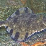 A starry flounder in the intertidal zone shows its distinctive black bars on dorsal and anal fins. (Courtesy Photo / Bob Armstrong)