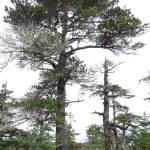 Ben Gaglioti takes a core from a tree in the farthest-north grove of lodgepole pines in Alaska, near the town of Yakutat. (Courtesy Photo / Ned Rozell)