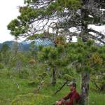 Ben Gaglioti rests beneath a lodgepole pine near the town of Yakutat. (Courtesy Photo / Ned Rozell)