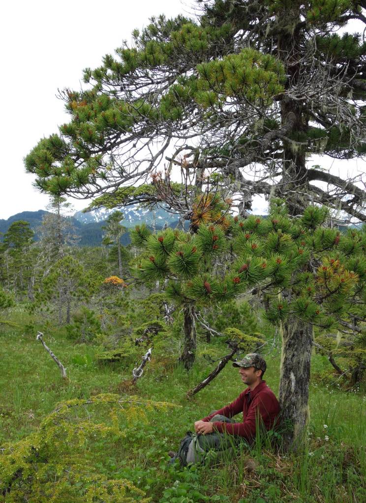 Ben Gaglioti rests beneath a lodgepole pine near the town of Yakutat. (Courtesy Photo / Ned Rozell)