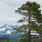 This photo shows a shore-pine version of lodgepole pine near the town of Yakutat. (Courtesy Photo / Ned Rozell)