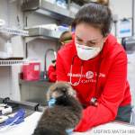 The Alaska SeaLife Center admitted its first sea otter pup of the year last week. (Courtesy Photo/ Kaiti Grant, Alaska SeaLife Center)