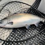 A 31.7-pound king salmon caught by Tiffany Listberger and turned in at the Auke Bay weigh station on Sunday, is the provisional winner of the 75th annual Golden North Salmon Derby. Derby officials will release final results after verification. (Courtesy photo / Derek Listeberger)