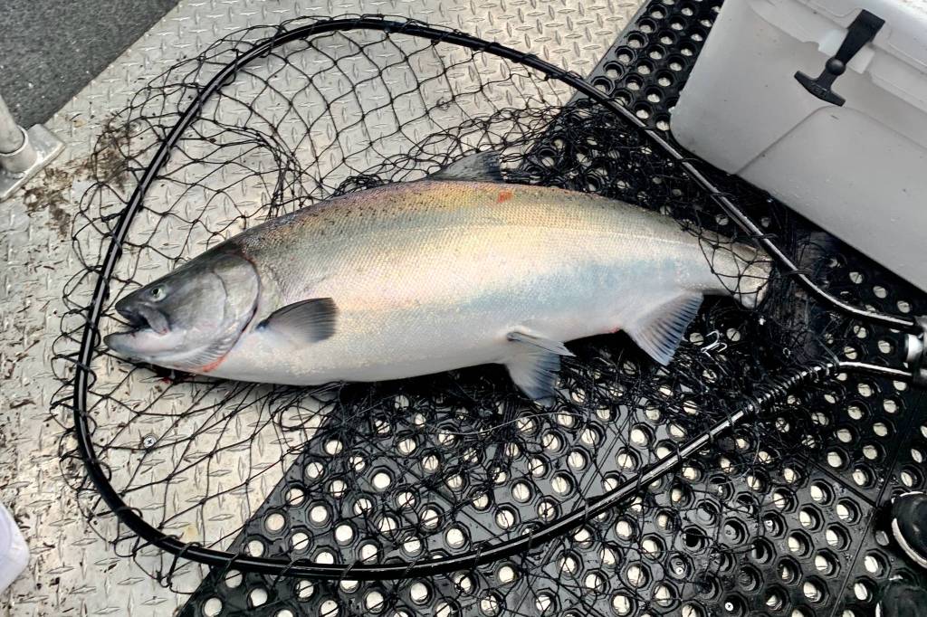 A 31.7-pound king salmon caught by Tiffany Listberger and turned in at the Auke Bay weigh station on Sunday, is the provisional winner of the 75th annual Golden North Salmon Derby. Derby officials will release final results after verification. (Courtesy photo / Derek Listeberger)