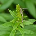 This photo shows adult crane flies mating on goldenrod. The flying adults are interested in just one thing  mating. They only live for a week or two, so males and females have a short time in which to find each other. (Courtesy Photo / Bob Armstrong)