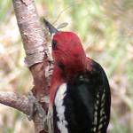 A red-breasted sapsucker munches on an adult crane fly. (Courtesy Photo / Bob Armstrong)