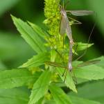This photo shows adult crane flies mating on goldenrod. The flying adults are interested in just one thing  mating. They only live for a week or two, so males and females have a short time in which to find each other. (Courtesy Photo / Bob Armstrong)