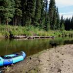 Alaska waterways like the Chena River carry Giardia parasites expelled from a variety of animals, including humans. (Courtesy Photo / Ned Rozell.)