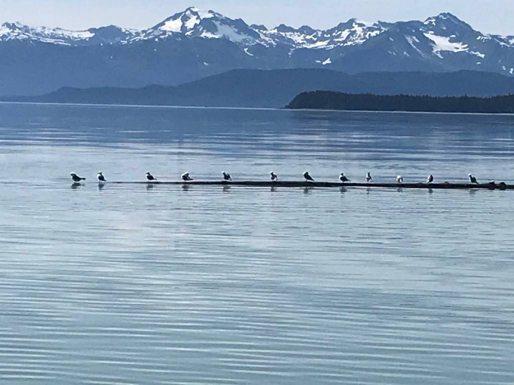 Seagulls sit on trees floating due to the high tides in Berners Bay on Monday, Aug. 23. (Courtesy Photo / Tom Rutecki)