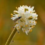 The small white flowers of sticky asphodel may be pollinated by small flies. (Courtesy Photo / Bob Armstrong)