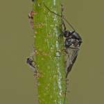 The stem of sticky asphodel earns its name by capturing tiny flies, which will be digested. (Courtesy Photo / Bob Armstrong)