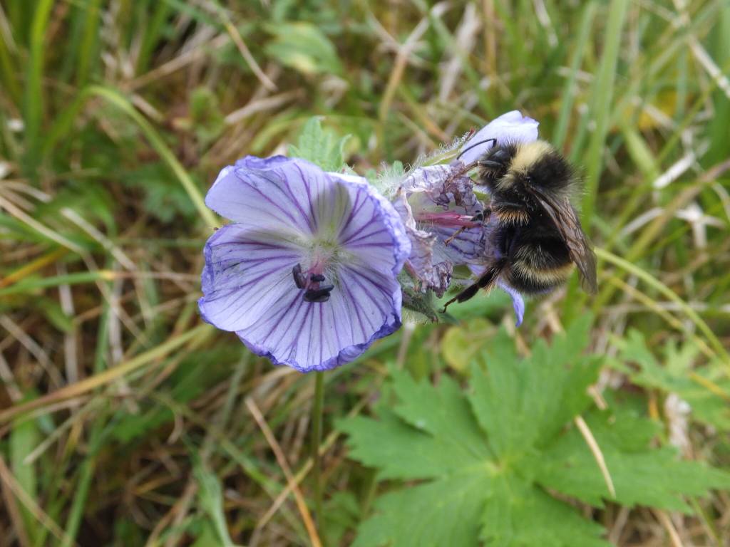 The photo was taken at Adak on September 12 while I was caribou hunting.(Courtesy Photo / Gary Miller)