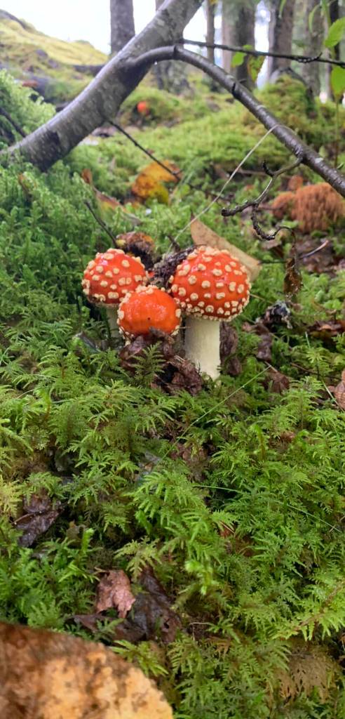 This photo shared on Sept. 5 shows fungi in the forest. (Courtesy Photo / Jeffery Lawrence)