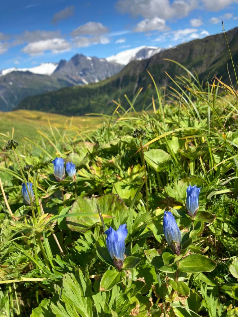 Gentians in the alpine on Thunder Mountain. (Courtesy Photo / Deborah Rudis)