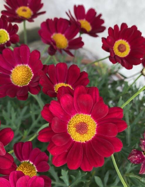 Elegant zinnias brighten an otherwise gray day along the downtown seawalk on Sept. 7. (Courtesy Photo / Denise Carroll)