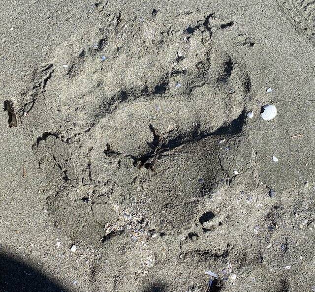A bear track in the sand at Sawmill Creek Falls on Sept. 1. (Courtesy Photo / Denise Carroll)