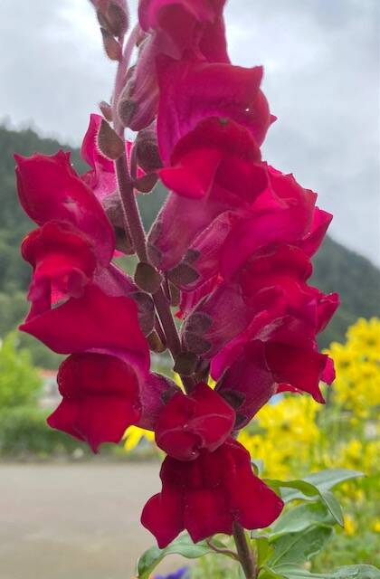 Vibrant snapdragon catches the eye along the downtown seawalk on Sept. 5. (Courtesy Photo / Ben Hohenstatt)