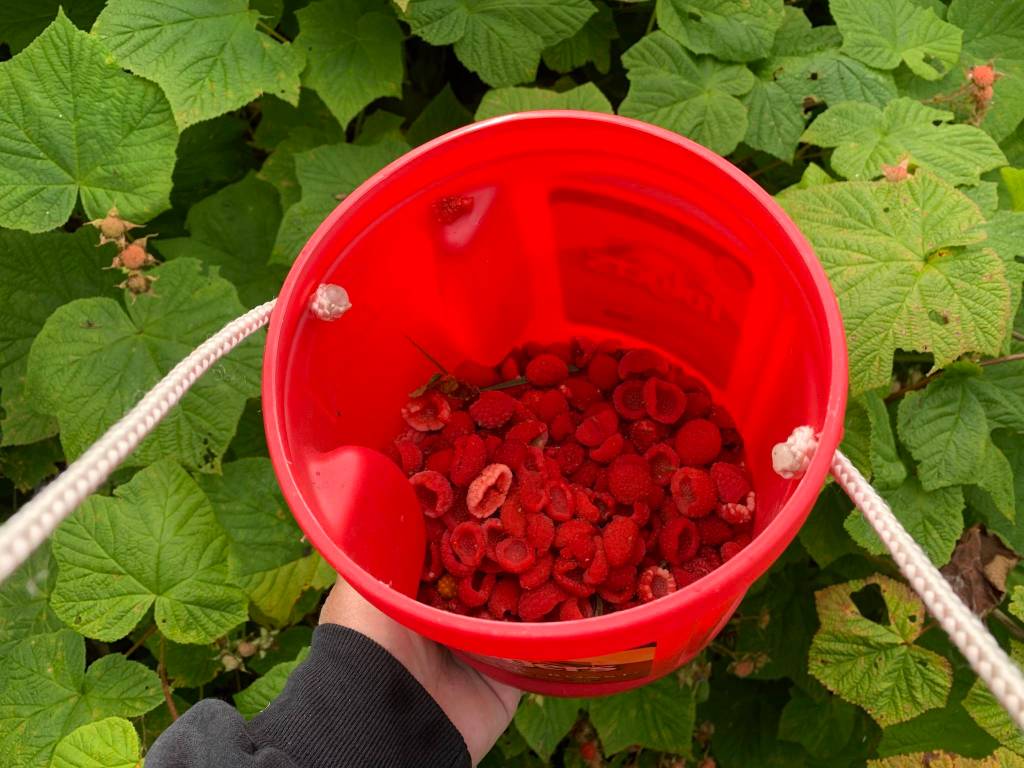 Thimbleberries sit in a bucket in Wrangell. (Vivian Faith Prescott / For the Capital City Weekly)