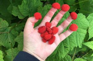 This photo shows a handful of thimbleberries. (Vivian Faith Prescott / For the Capital City Weekly)