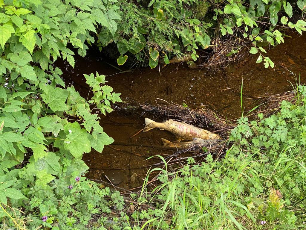 Dead salmon in stream near Institute Creek in Wrangell. (Vivian Faith Prescott / For the Capital City Weekly)